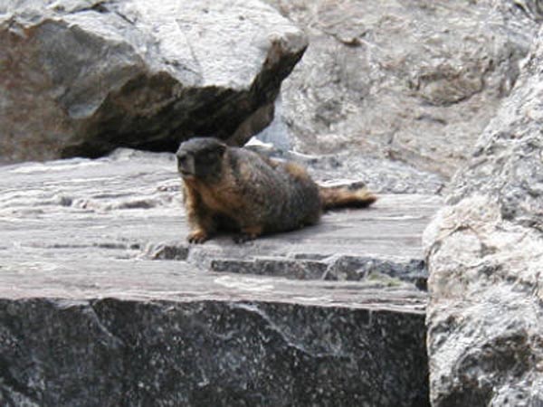 Marmot